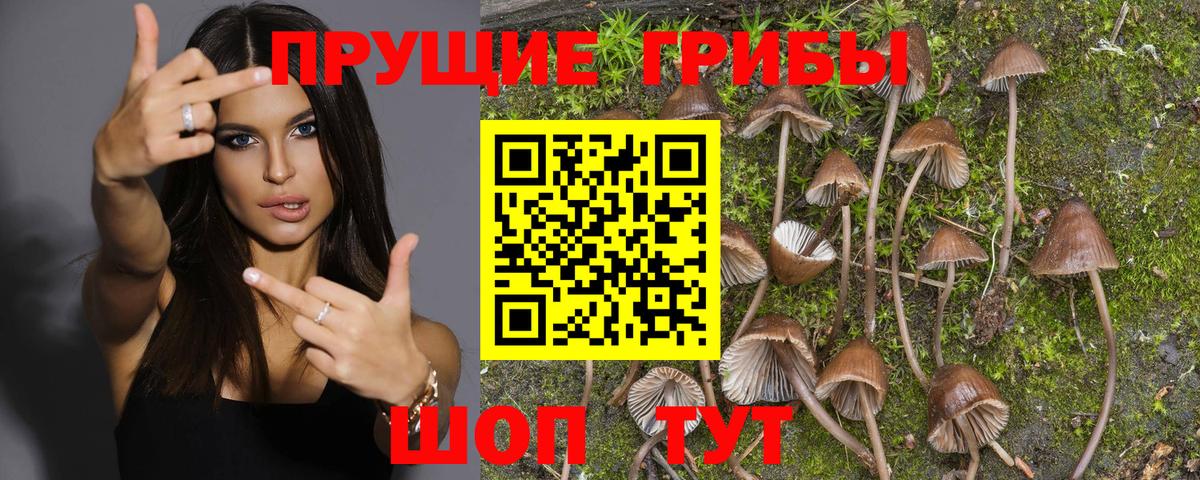 Владикавказ  Псилоцибиновые грибы Psilocybine cubensis  Псилоцибиновые грибы GOLDEN TEACHER  Вход с VPN 